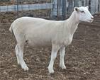 Sheep Trax Lizbeth 393L